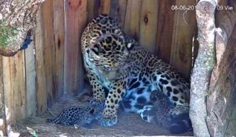 Yaguareté, el gran gato manchado resurgió en el Iberá